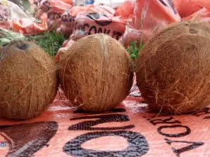 Importation de Noix de Coco et Fruits Tropicaux de Qualité - Origine Côte d'Ivoire