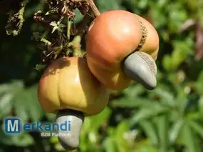 GESCHÄLTE CASHEWKERNE VON DER ELFENBEINKÜSTE