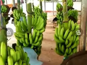 Bananes Cavendish Origine Côte d'Ivoire