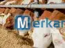 Animal Feeds - Yellow Corn, Soybean Meal, Feed Wheat & More