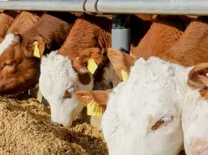 ALIMENTS ANIMAUX | MAÏS JAUNE, TOURTEAU DE SOJA, BLÉ FOURRAGER ET FARINE ET AUTRES