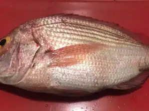 Poisson frais et congelé Pêche quotidienne Origine Mauritanie Haute qualité