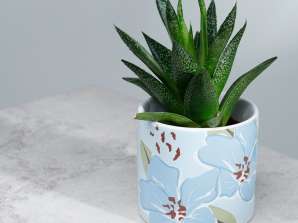 Florens Hesperantha plus botanique pot de plantes d’intérieur Petit
