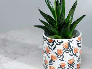 Escolha do Bunch Protea Indoor Plant Pot Pequeno