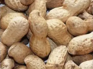 Luomupaahdetut maapähkinät kuoressa / pähkinöissä