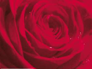 20 lautasliinaa 24 x 24 cm Belle Rose du Matin punainen Joka päivä