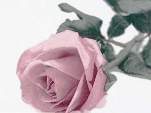 20 servietter / servietter 24 x 24 cm Rosa Nobile Vintage rosé hver dag
