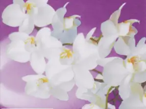20 servietter 24 x 24 cm Orchidea Bianca lilla hver dag