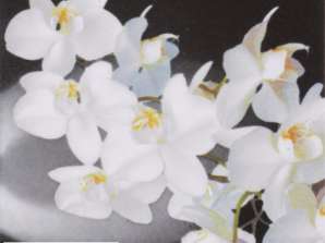 20 servietter 24 x 24 cm Orchidea Bianca svart hver dag