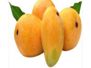 Velkoobchodní cena Čerstvé mango Levný prodej Velký výprodej Sladké a 100% přírodní chutné zlaté čerstvé ovoce mango