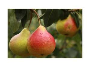 Fresh Golden Pear New Crop Suppliers Wholesale High Quality Bulk Purchase Yellow Fresh Pears