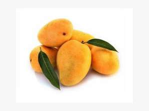 Mangon viejä Kesar mango Korkealaatuinen Kesar mango Korkealaatuinen Kesar