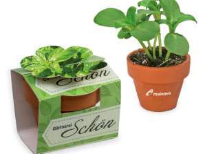 Fleur en pot en céramique imprimée avec ruban Basilic Planting Set