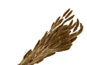 Pampa essiccata / Mais indiano / Rami di grano / Fasci di lino per Deco