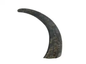 Buffalo horn 25 cm and cow horn 50cm assorted