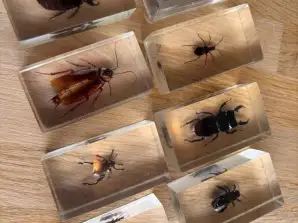 Verschiedene Insekten aus Harz dekorativ, Merchandise für Zoo oder Vergnügungspark