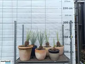 Auktion: Posten Yucca Rostrata (6 Stück) - (winterhart bis -25 Grad)