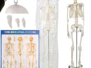 Esqueleto Humano 170cm Malatec 22583