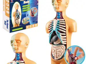 Modello Anatomico Educativo Corpo Umano Organi