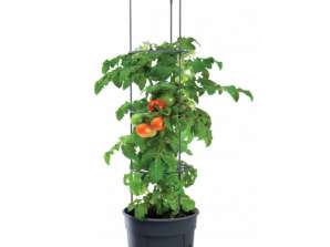 Tomate Poter Pot IPOM300