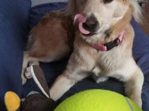 Hundespielzeug Tennisball Riese XXL 24cm
