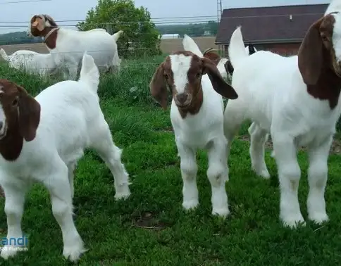 Chèvres boers vivantes, moutons vivants, bovins, agneaux