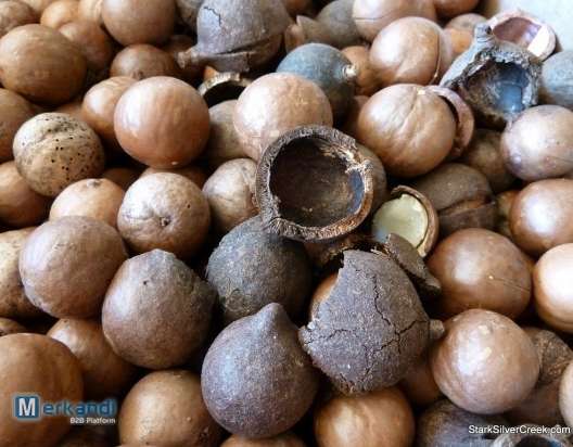 Macadamia nøtter i skall