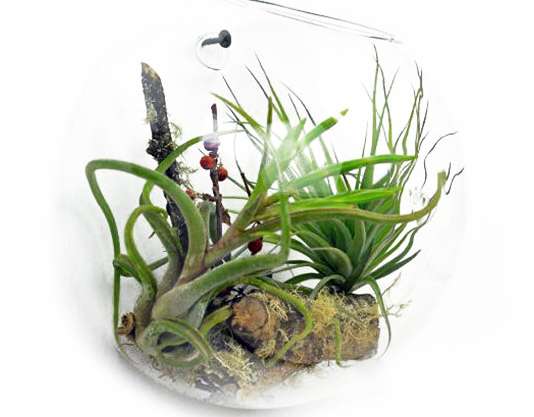 Glas terrarium - en lille hængende vægskål
