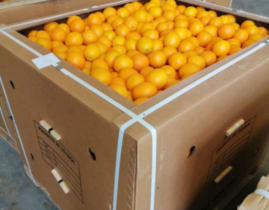 Orange Maroc Late