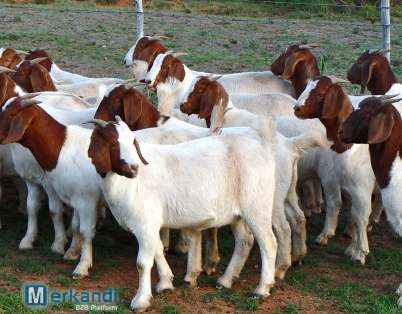 Full Breed Boer Goats / Live Boer Goats / Saanen Goats