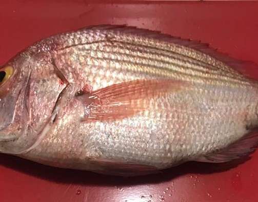 Svježa i smrznuta riba Dnevni ulov Podrijetlo Mauritanija Visoka kvaliteta