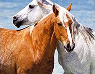 Ljetna sreća i knjiga o divljim konjima