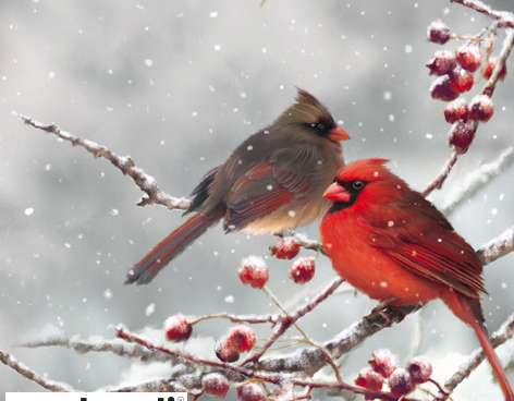 20 salvetes 33 x 33 cm Kardinālie putni sniegotā zarā Ziemassvētki