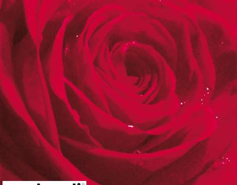 20 szalvéta 24 x 24 cm Belle Rose du Matin piros Mindennapi