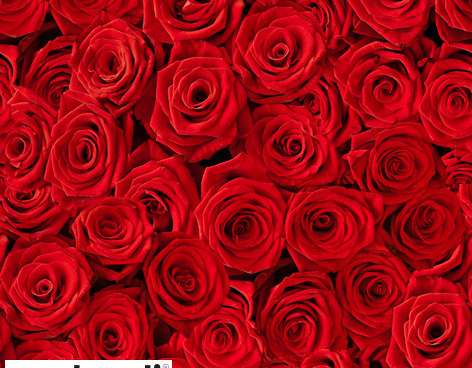 20 lautasliinaa / napins 33 x 33 cm Beaucoup de Roses Everyday