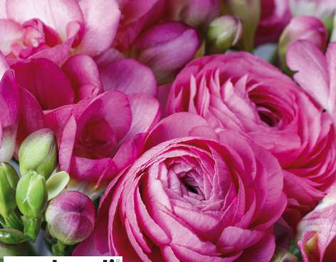 20 salveta, 33 x 33 cm, Frezija i perzijski ljutić, ružičasti, svaki dan