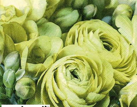 20 tovaglioli 33 x 33 cm Fresia & Ranuncolo Persiano verde Tutti i giorni