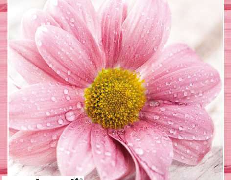 20 Servietten / Napins 33 x 33 cm   Candy Pink Flowers   Everyday