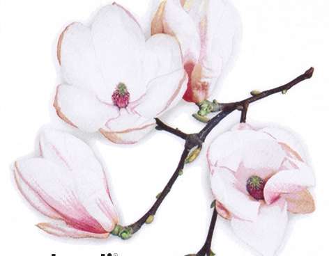20 serviettes 24 x 24 cm Blanc Magnolia blanc Everyday