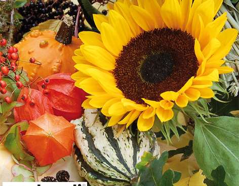 20 serviettes 24 x 24 cm Sunflower Bloom Everyday