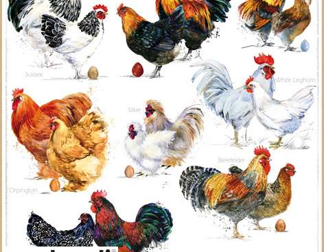 20 napkins / napins 33 x 33 cm Chickens Everyday