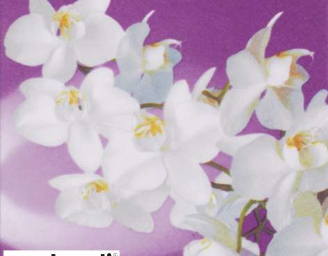 20 serviettes 24 x 24 cm Orchidea Bianca lilas Everyday