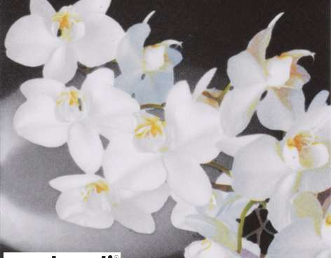 20 Servietten / Napins 24 x 24 cm   Orchidea Bianca black   Everyday