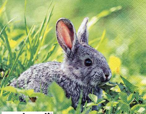 20 Servietten / Napins 33 x 33 cm   Rabbit in Grass   Spring 2024