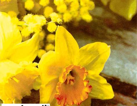 20 salveta / napina 24 x 24 cm Narcis na drvenom stolu proljeće 2024