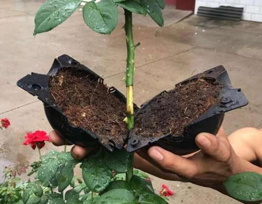 Device for Rooting Plants