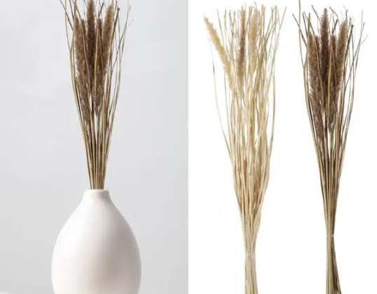 Sett med 2 Foxtail tørkede blomsterbunter Lang Rustikk Dekor ca. 85 90cm