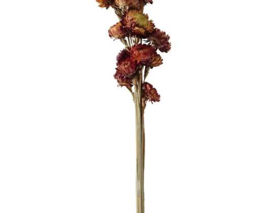 Rotorange Chrysantheme Bouquet: 12er Bund  ca. 55cmL   Blumendekoration  Frische Blumen