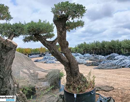 Huutokauppa. Bonsai-oliivipuu (noin 200 vuotta vanha), kestävä