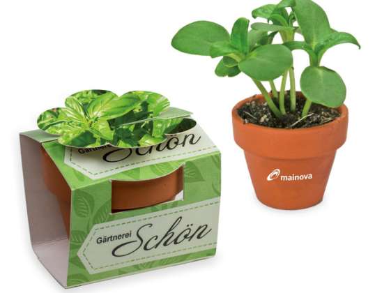 Printed Ceramic Pot Flower with Ribbon Basil Planting Set